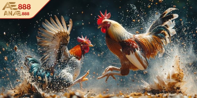 Nhiều trận đấu đẳng cấp được cập nhật thường xuyên